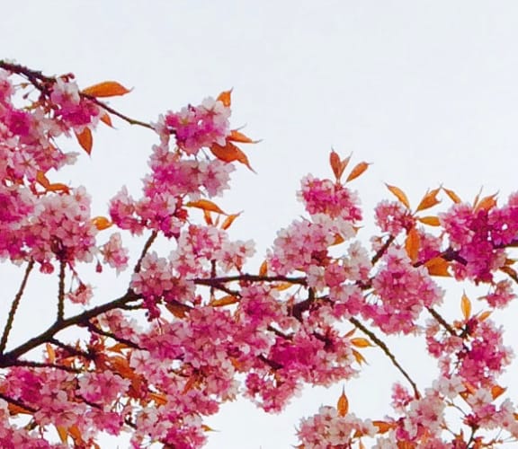 The top and side of a cherry blossom tree